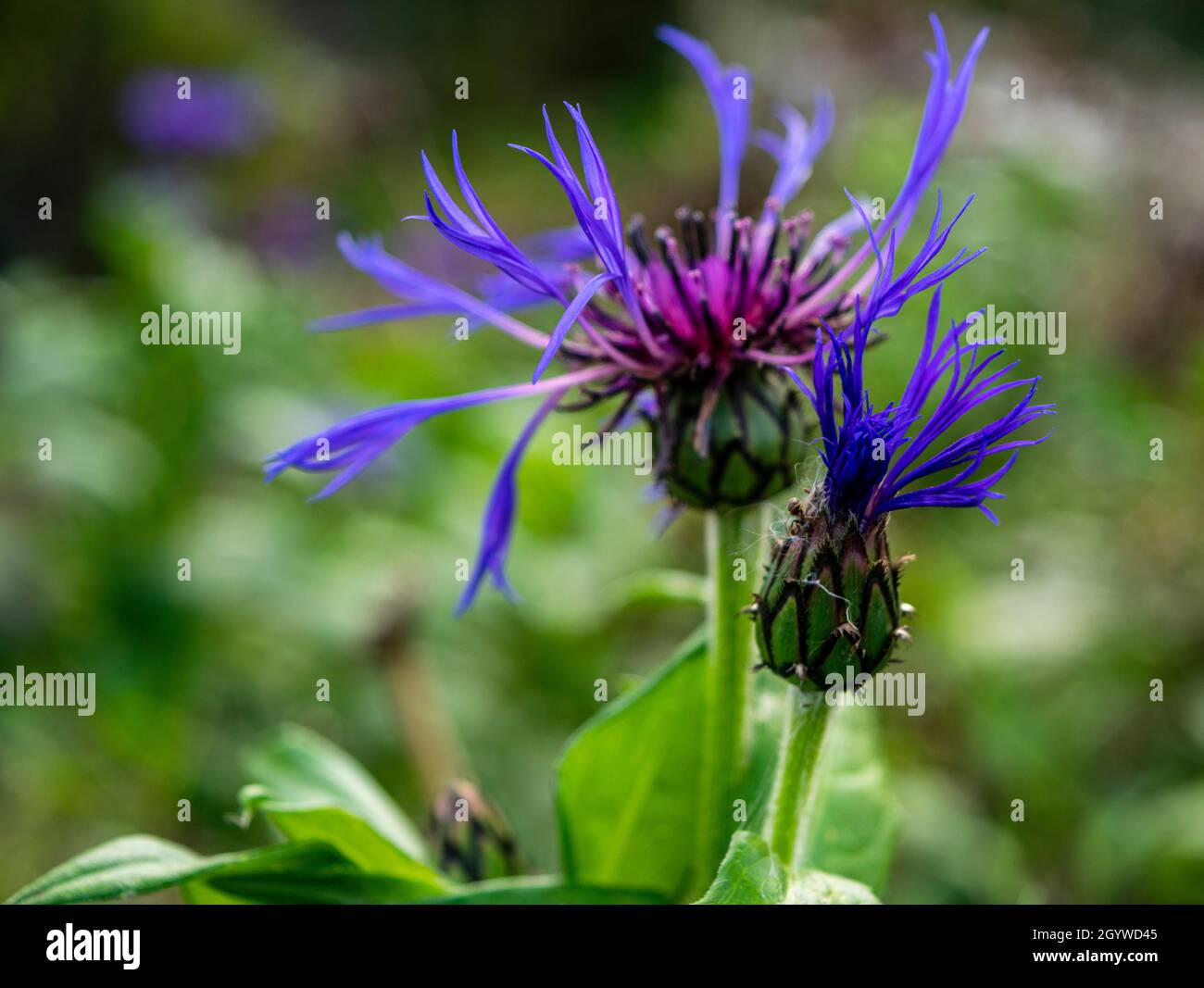 Cyanus montanus flower known as mountain cornflower or bachelor`s butto Stock Photo